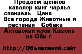 Продаем щенков кавалер кинг чарльз спаниель › Цена ­ 60 000 - Все города Животные и растения » Собаки   . Алтайский край,Камень-на-Оби г.